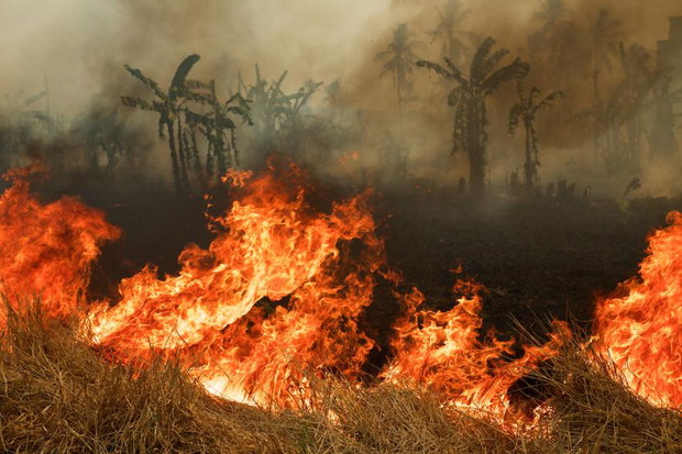 01orangutanfires.ngsversion.1446611234752.adapt.885.1