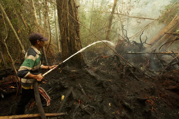 04orangutanfires.ngsversion.1446641297228.adapt.885.1