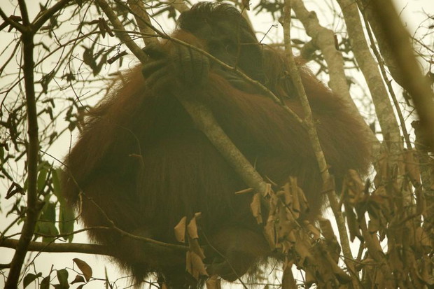 05orangutanfires.ngsversion.1446641384975.adapt.885.1