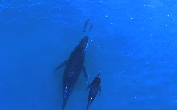 whale_3476982b
