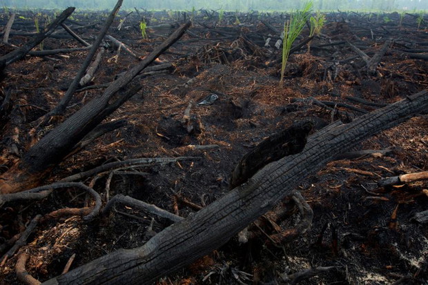 09orangutanfires.ngsversion.1446641726897.adapt.885.1