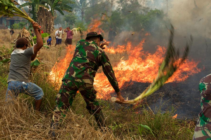 02orangutanfires.ngsversion.1446611326563.adapt.885.1