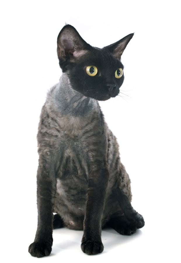 Kot