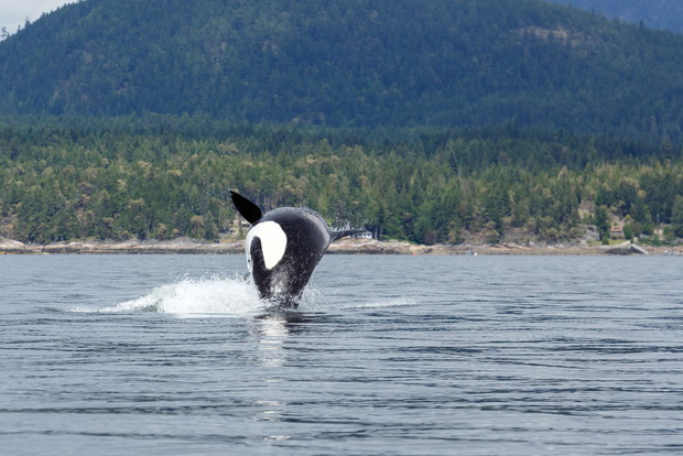 5 orka