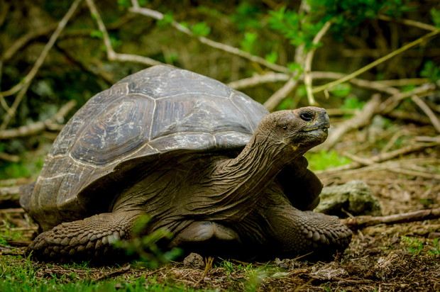 6 galapagos zolw