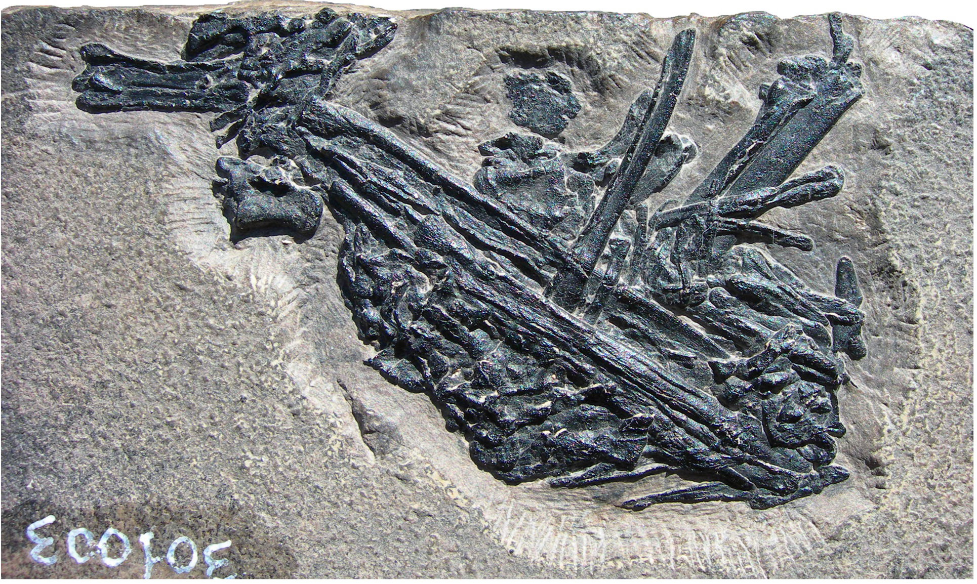 triassic-pellet