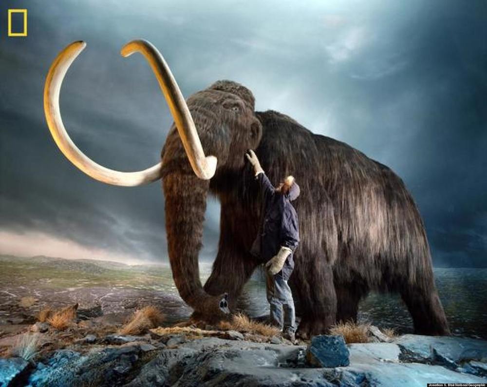 Mamut włochaty
