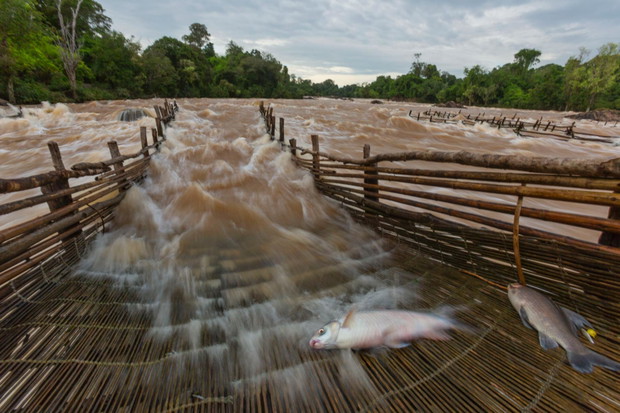 Mekong
