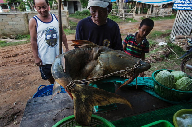 Mekong