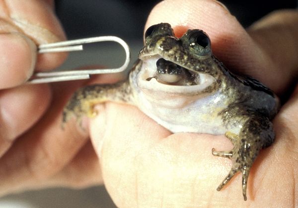 Płazy rodzaju Rheobatrachus