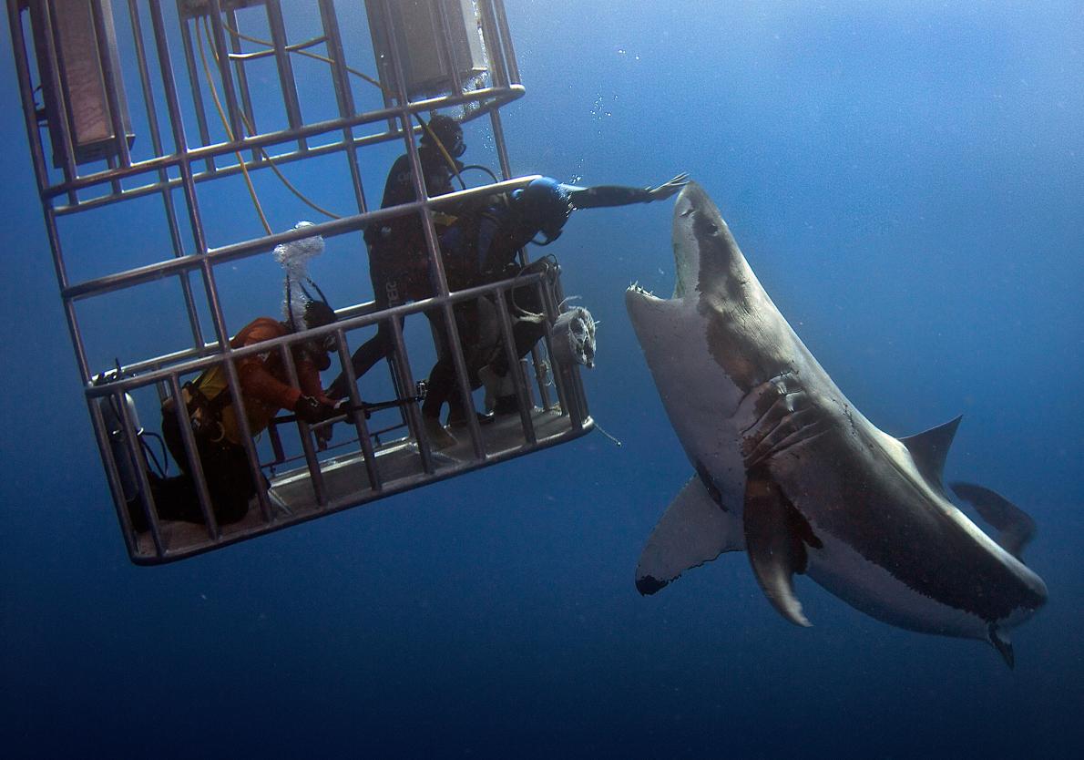 01great_white_shark.adapt.1190.1
