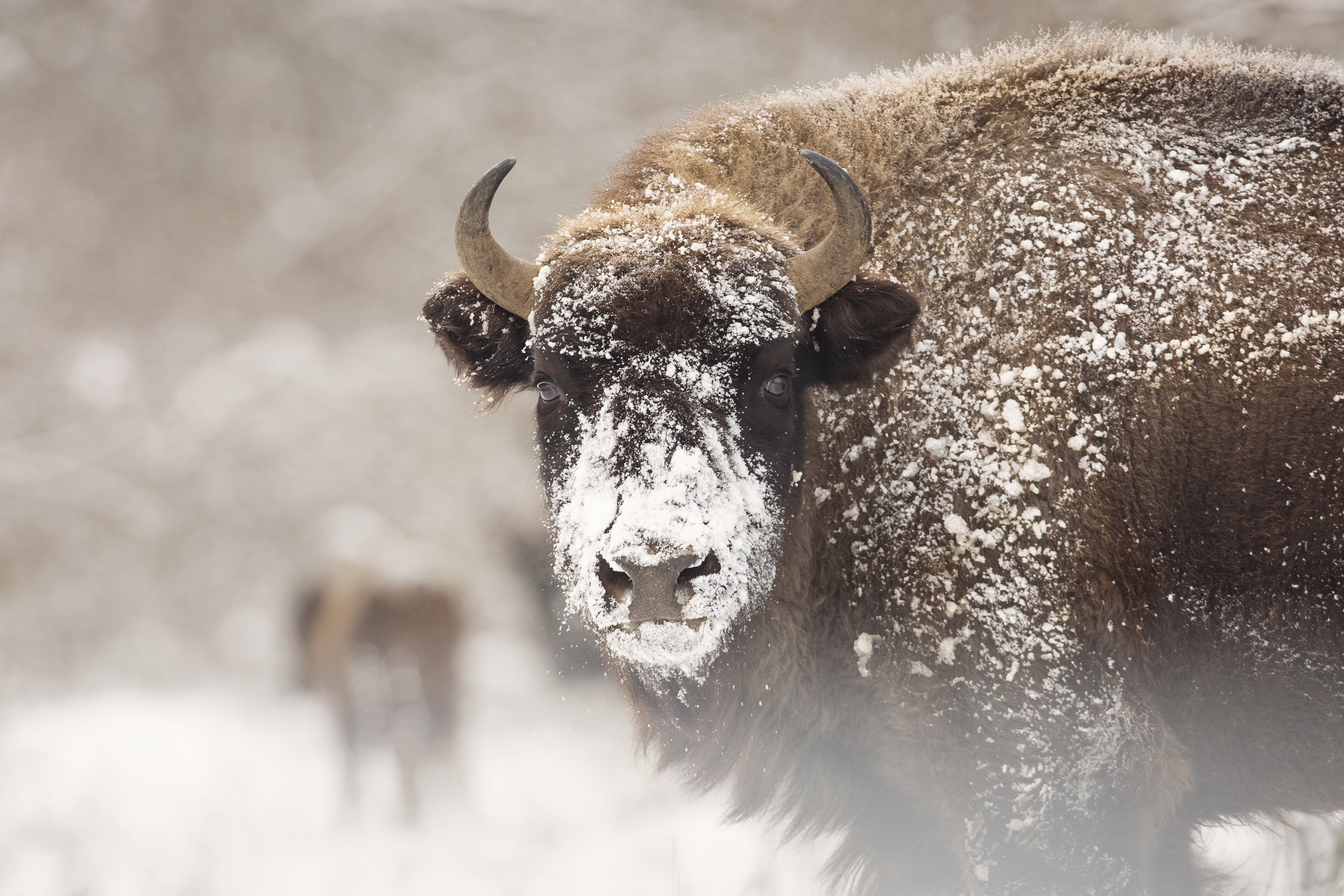 Puszcza Białowieska - wycinka drzew - kornik drukarz.