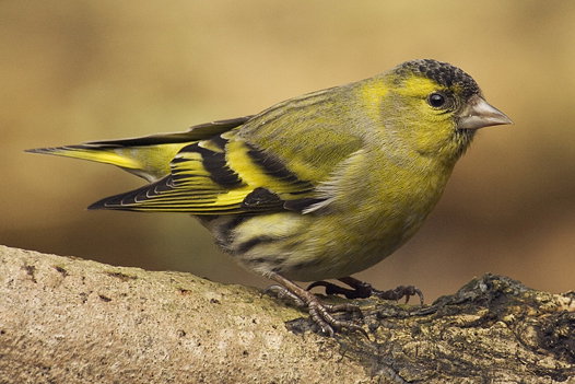 Carduelis_spinus_male