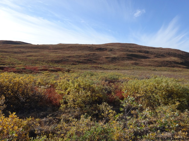 Grenlandia