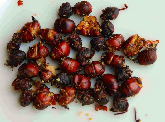 Hormigas Culonas