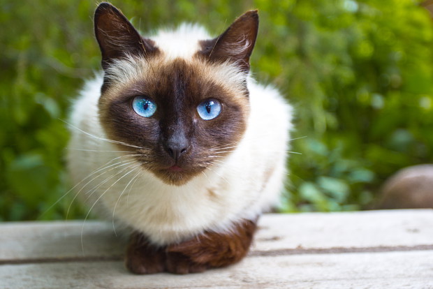 shutterstock_169231703