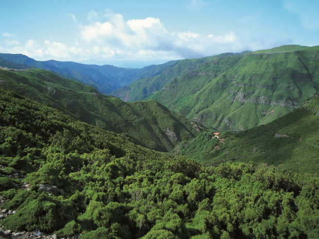 Madera_Laurissilva- fot Rabaçal_Madeira Tourism Office- sm