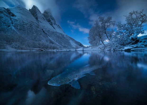 Sjøørret i måneskinn_Foto Audun Rikardsen