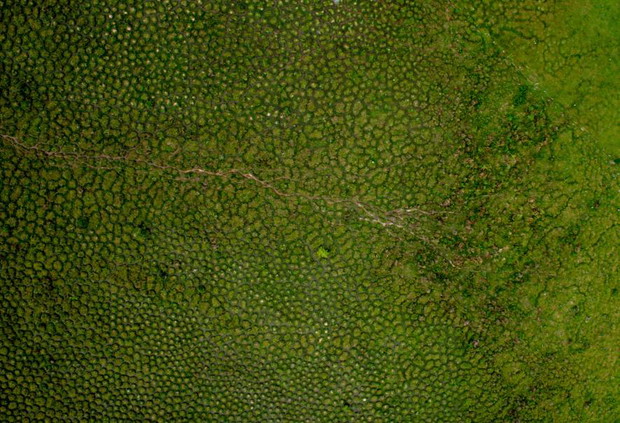 01-worm-mound-venezuela.ngsversion.1463087470059.adapt.885.1