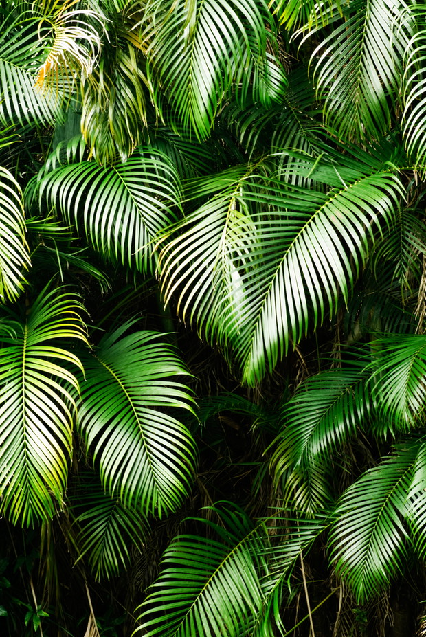 shutterstock_43767586