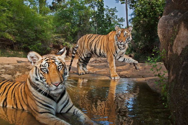 WinterTigers02.ngsversion.1460387806023.adapt.710.1