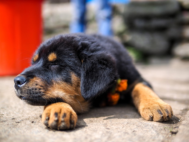 shutterstock_195065807