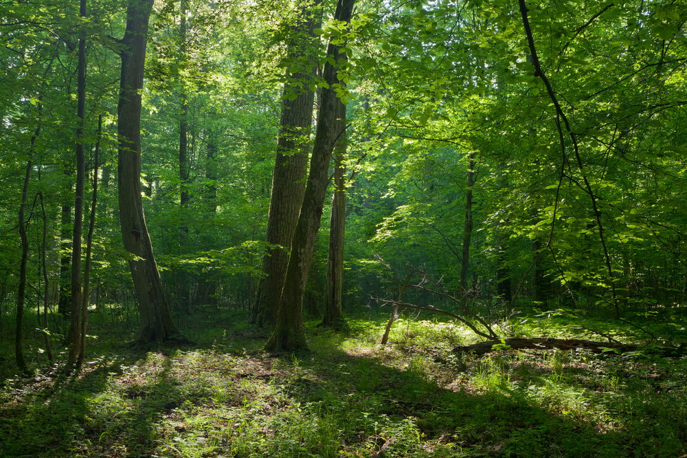 puszcza białowieska