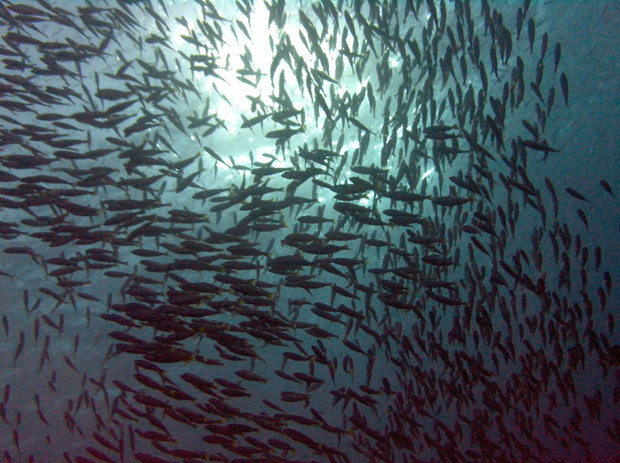Światowy dzień oceanów