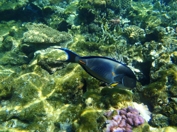Światowy dzień oceanów