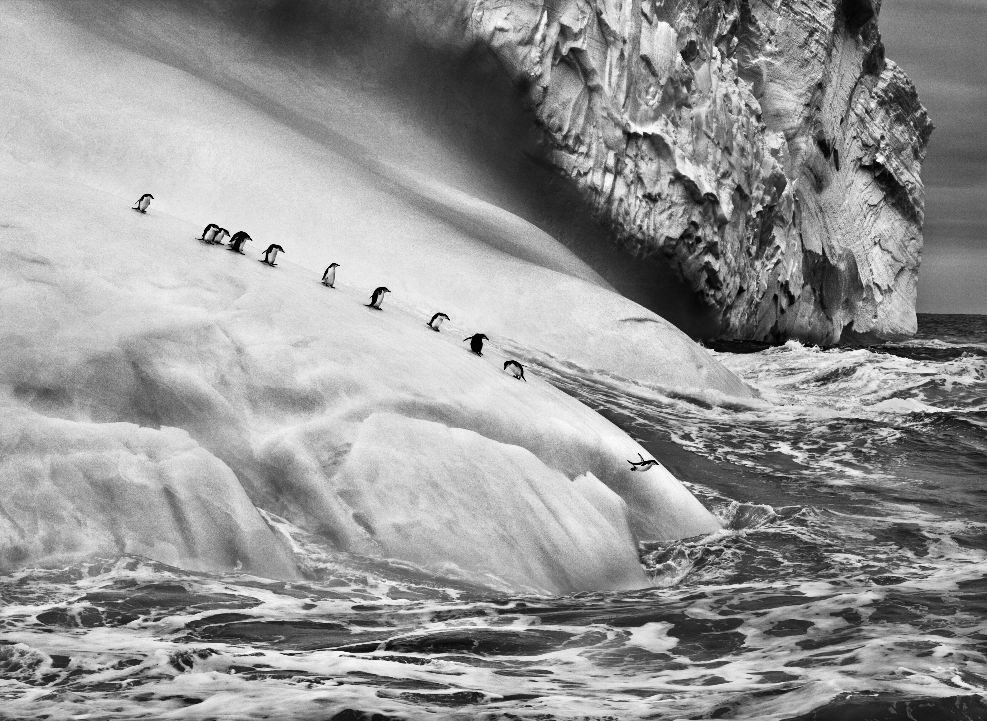 GENESIS. Fotografie Sebastião Salgado