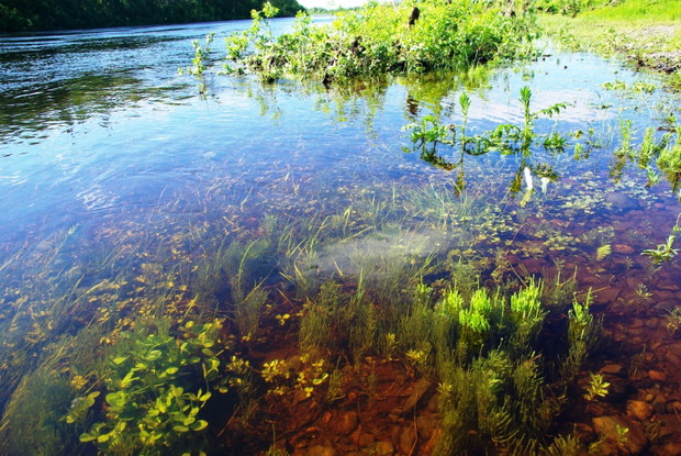 Morze zieleni i walka z rzeką. Odcinek 5 relacji z wyprawy do Laponii