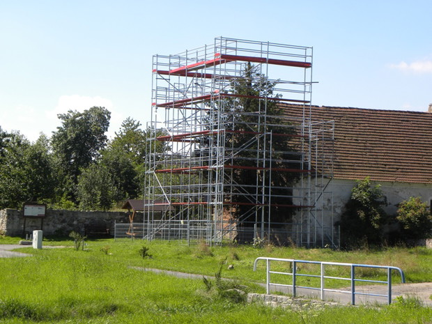 Ma około 1300 lat i obumiera. Trwa ratowanie najstarszego z polskich cisów