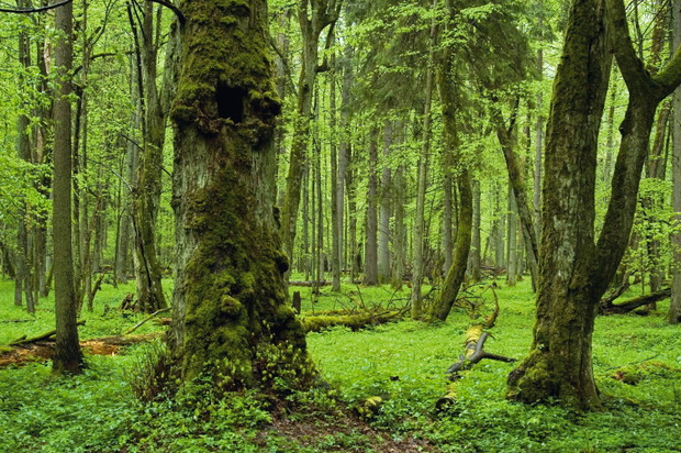 Puszcza Białowieska (Podlaskie/Białowieża)