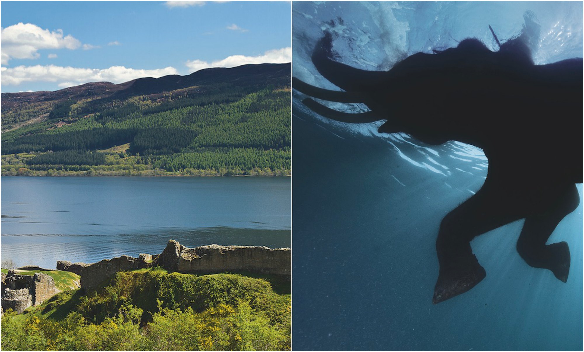 "Nessie" była słoniem?
