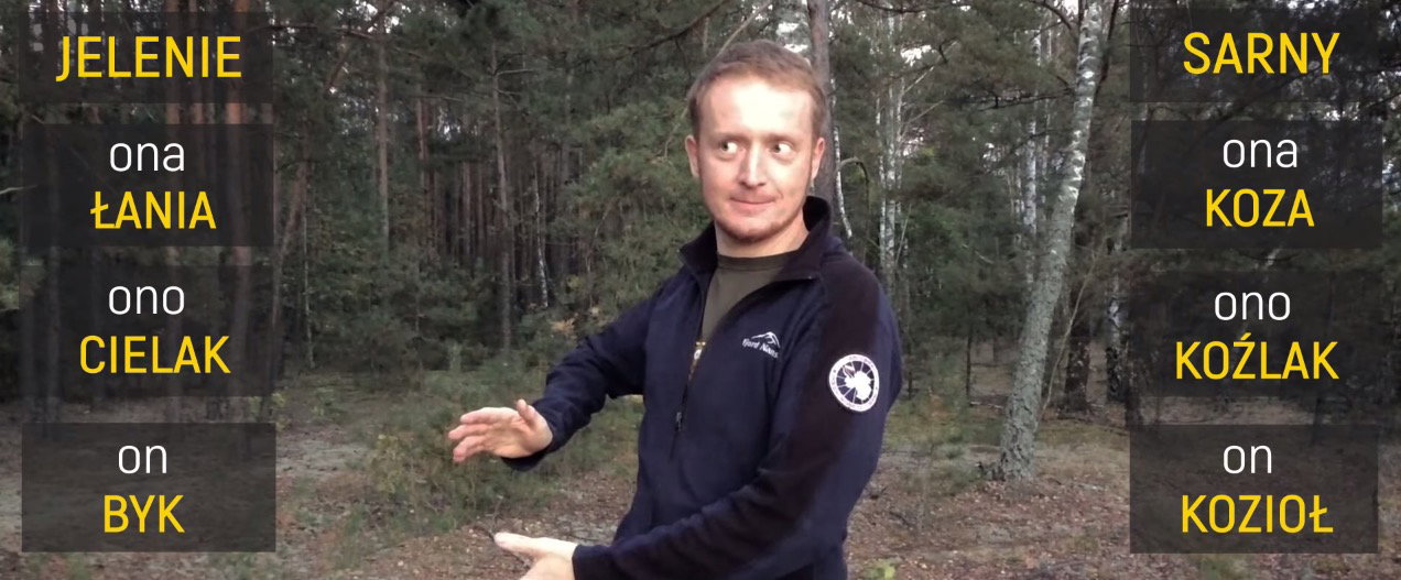 Piotr Horzela o różnicach między sarnami a jeleniami.