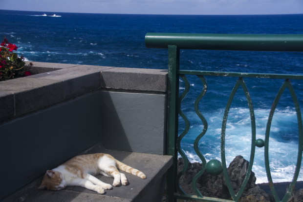 Siesta