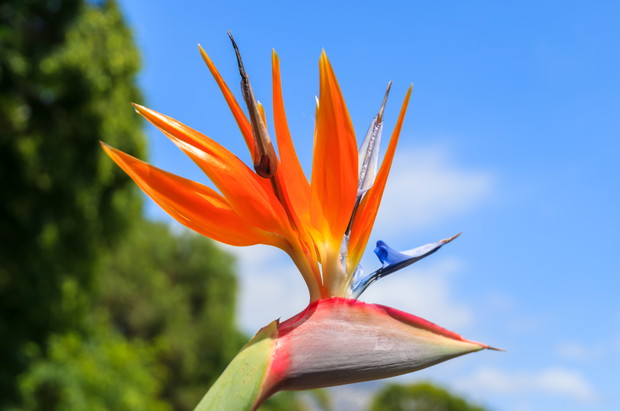 Soczysta flora Madery