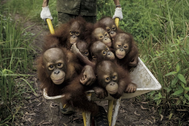 W ich oczach odbija się ludzkość. Orangutany mają kulturę. Możemy nie zdążyć jej poznać
