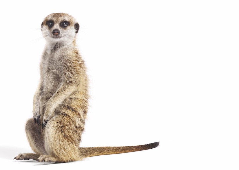 Surykatka -  suricata suricatta