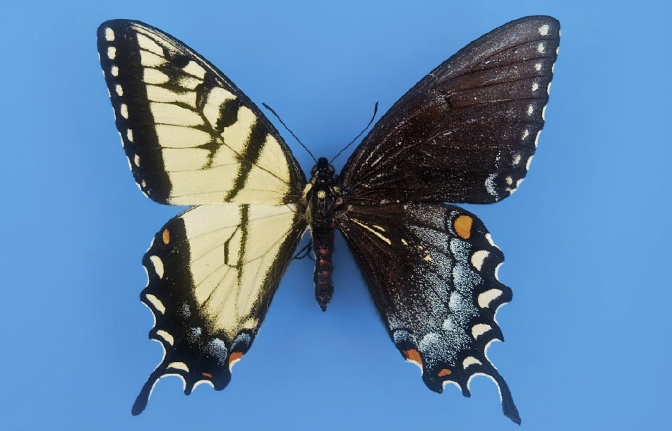 Papilio glaucus