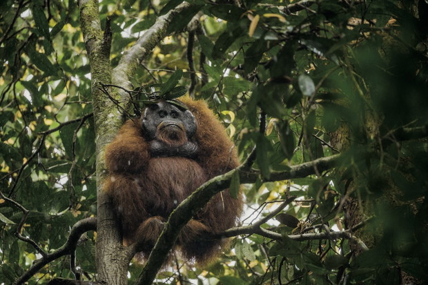 W ich oczach odbija się ludzkość. Orangutany mają kulturę. Możemy nie zdążyć jej poznać