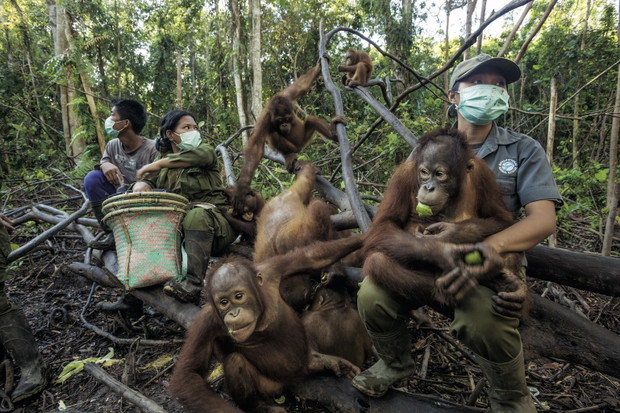 W ich oczach odbija się ludzkość. Orangutany mają kulturę. Możemy nie zdążyć jej poznać