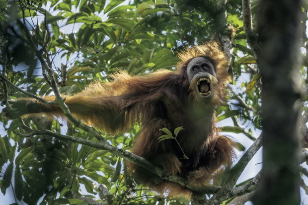 W ich oczach odbija się ludzkość. Orangutany mają kulturę. Możemy nie zdążyć jej poznać