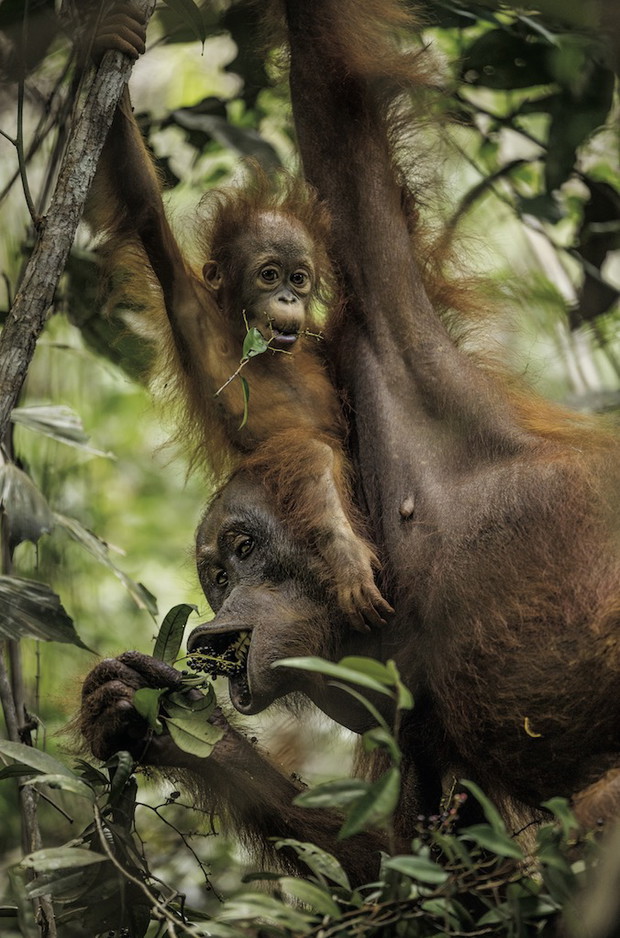W ich oczach odbija się ludzkość. Orangutany mają kulturę. Możemy nie zdążyć jej poznać
