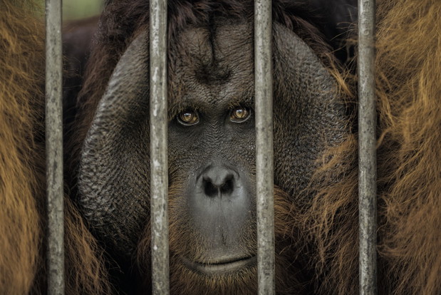 W ich oczach odbija się ludzkość. Orangutany mają kulturę. Możemy nie zdążyć jej poznać