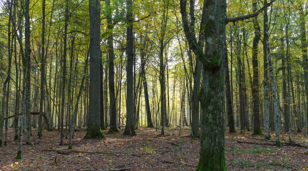 2. Park Pałacowy