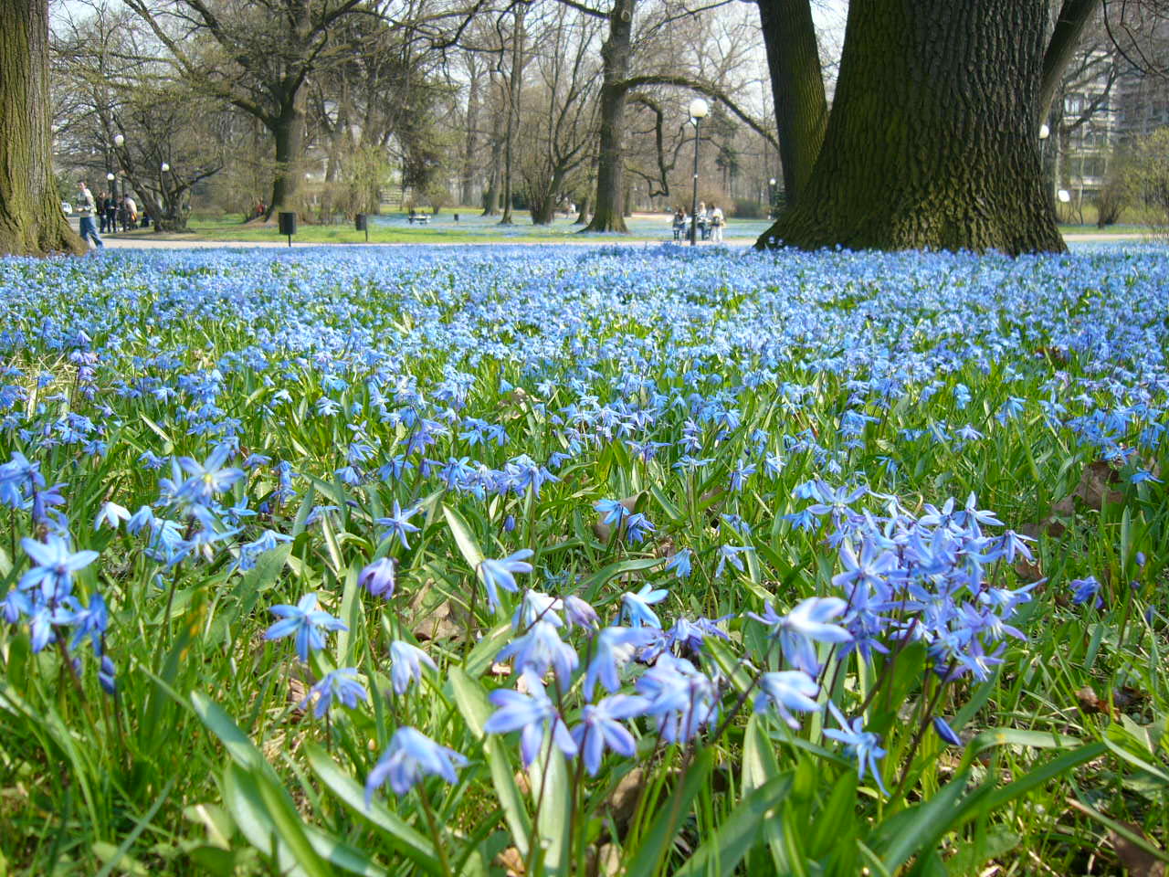 9. Park im. ks. bp. Michała Klepacza, Łódź