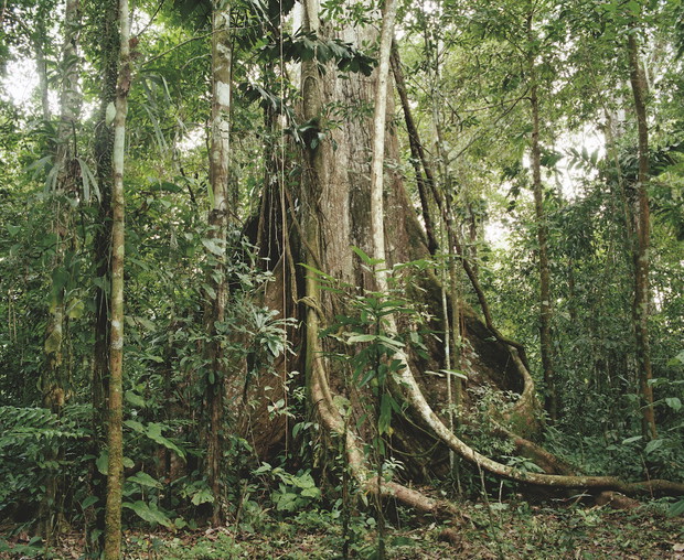 Współczesna Amazonia