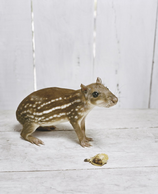 Współczesna Amazonia