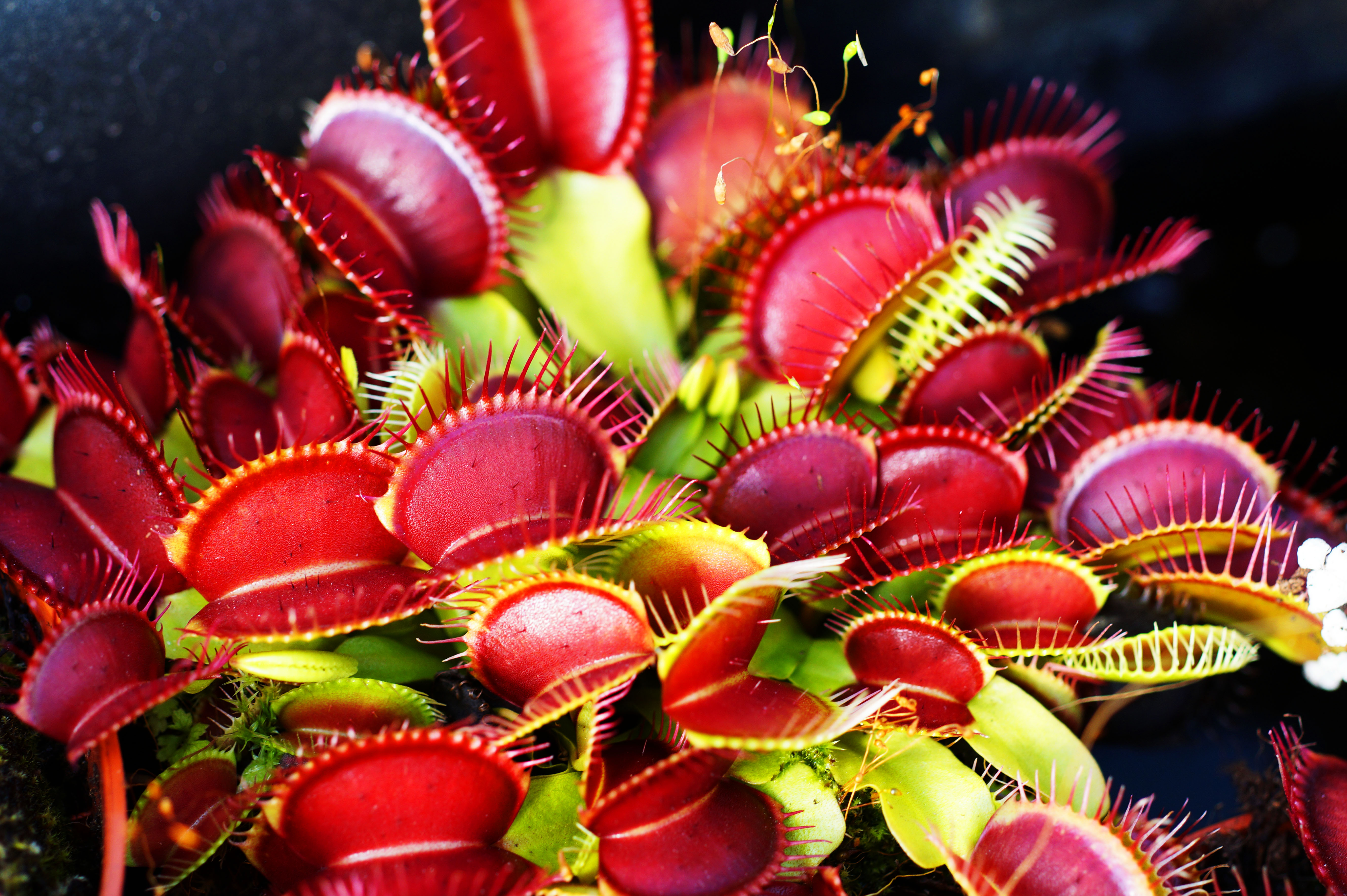 Dionaea muscipula